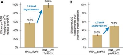 Directed Evolution Pipeline for the Improvement of Orthogonal Translation Machinery for Genetic Code Expansion at Sense Codons